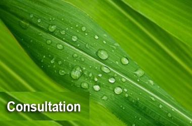 Green leaf with water droplets