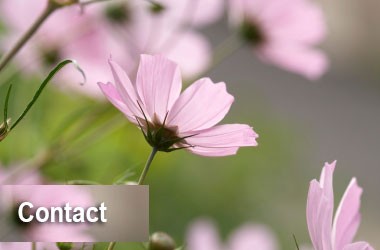 Pink cosmos flowers