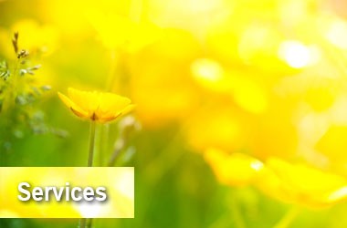 Yellow buttercup flowers